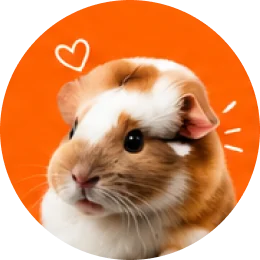 Guinea Pigs